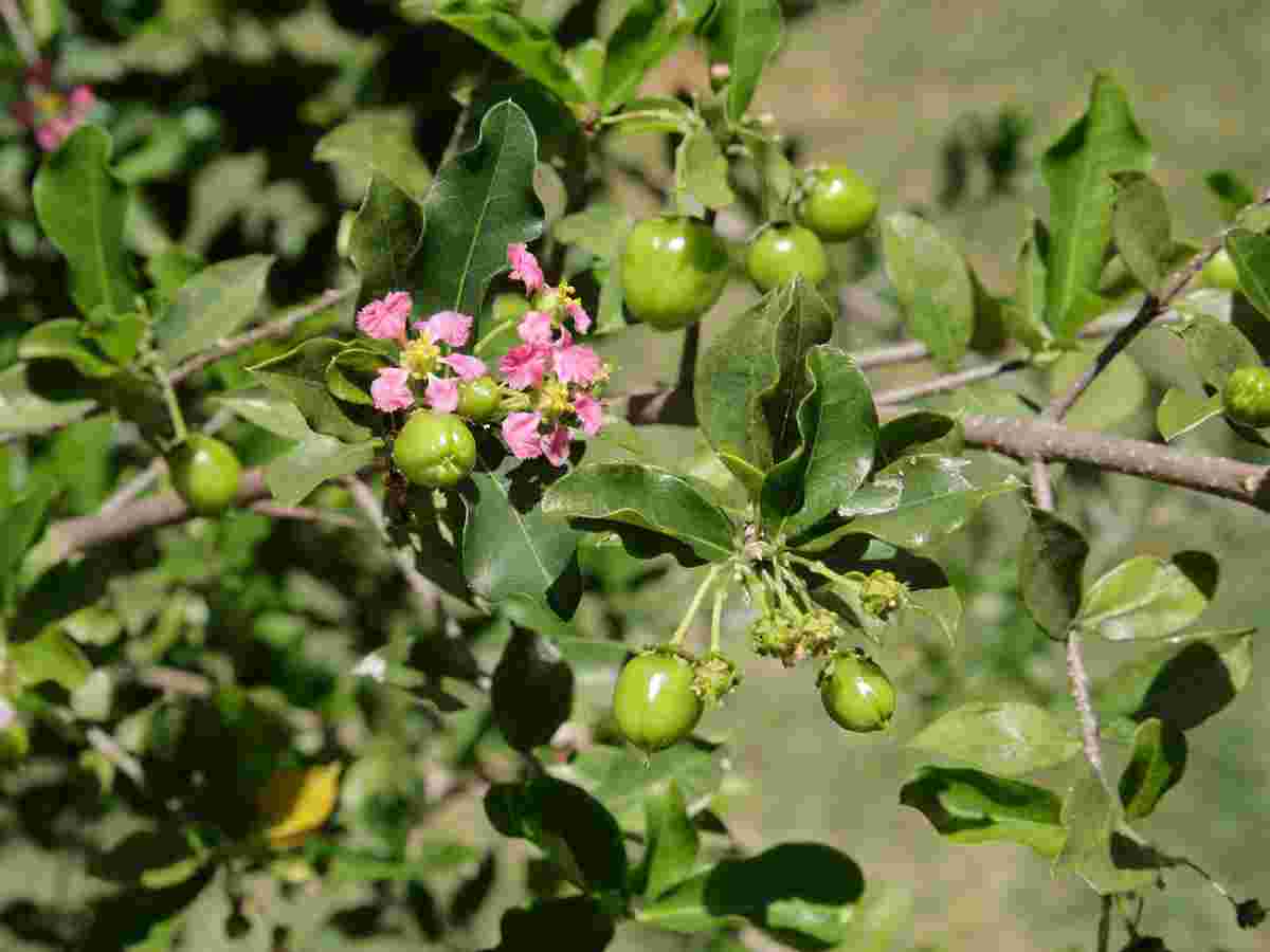 Maqui Berry